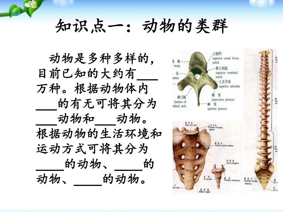 新人教版八年级生物上册《鱼》PPT教学课件.ppt_第3页