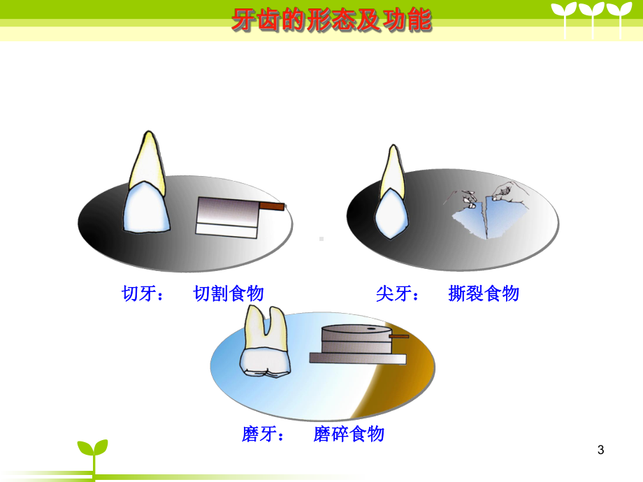 8-10岁儿童常见口腔疾病及预防ppt课件.ppt_第3页