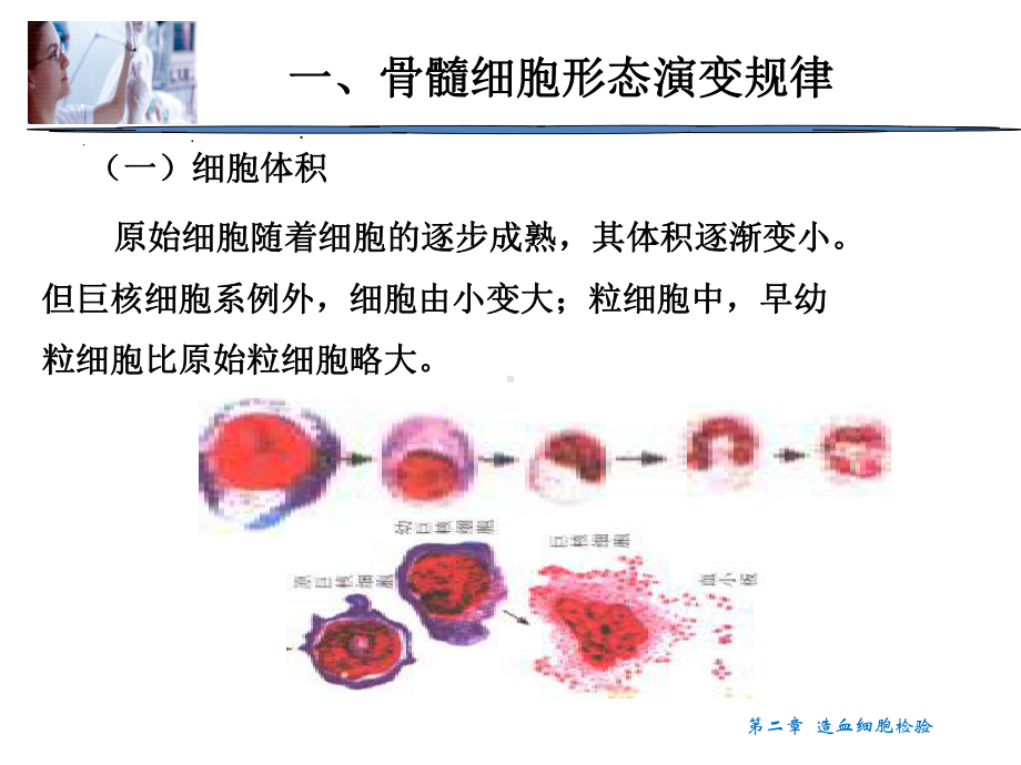 造血细胞检验PPT课件.ppt_第3页