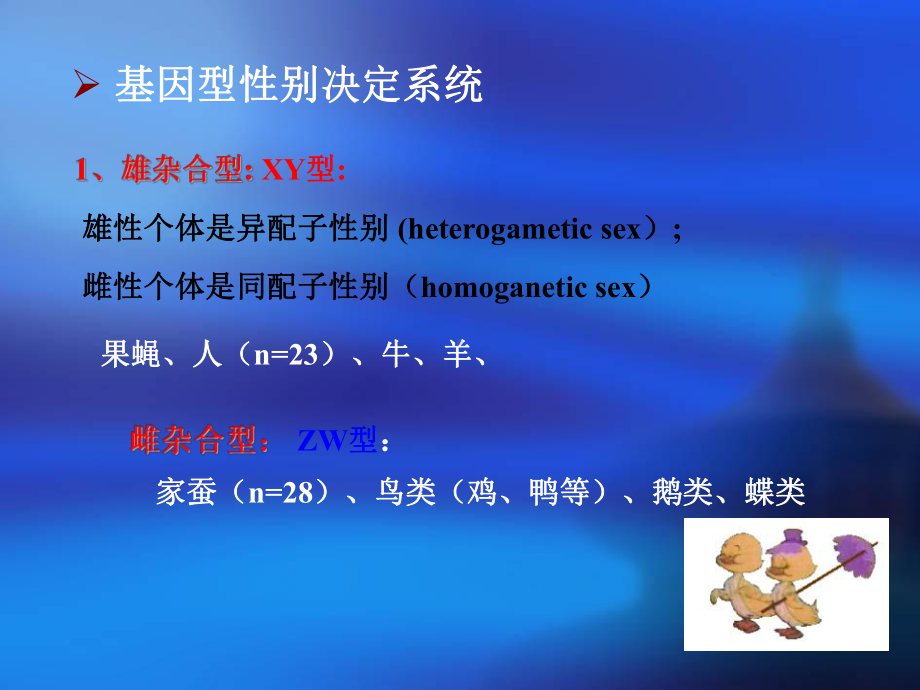 遗传学性别决定ppt课件.ppt_第3页