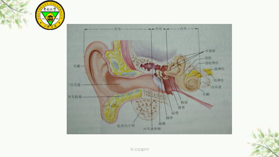 耳的应用解剖学及生理学课件.ppt_第3页