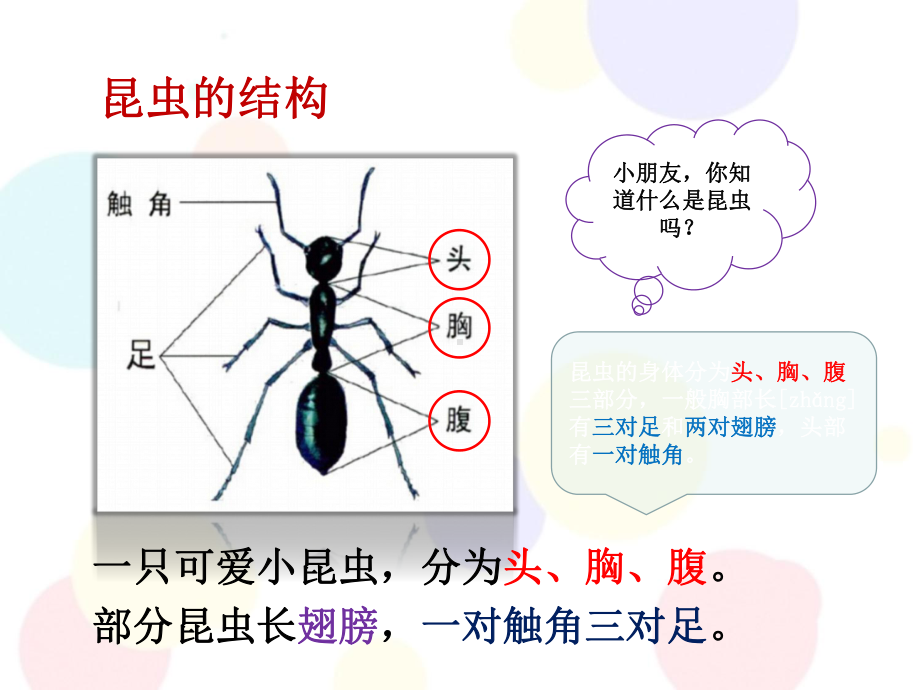 幼小衔接课件科学认识昆虫课件.ppt_第3页