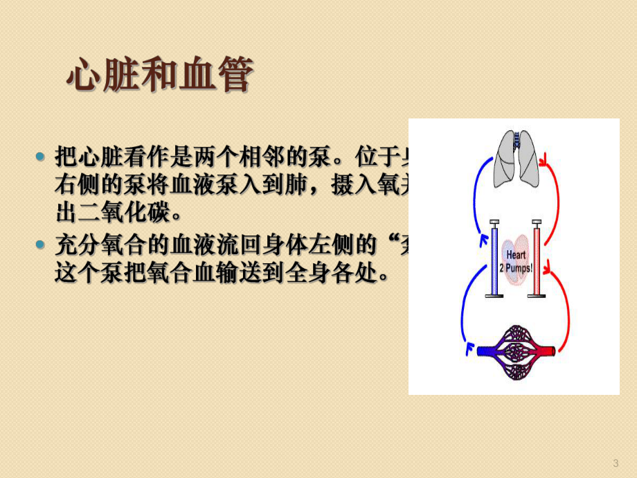 穿刺部位的评估ppt课件.ppt_第3页