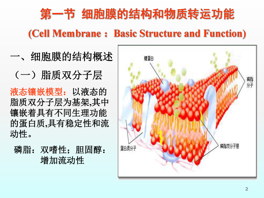 细胞的基本功能ppt课件.ppt_第2页