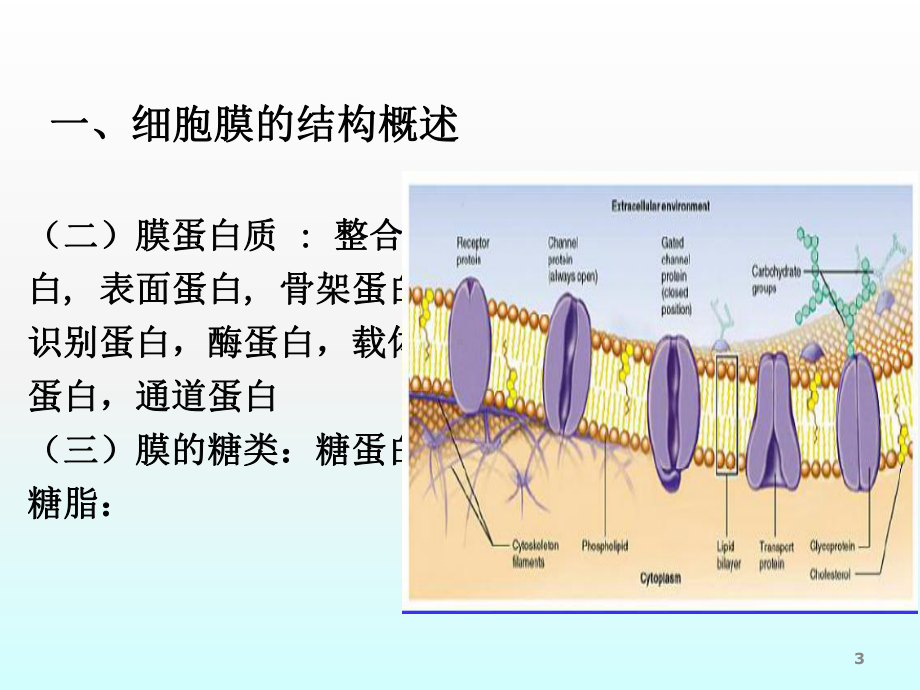 细胞的基本功能ppt课件.ppt_第3页