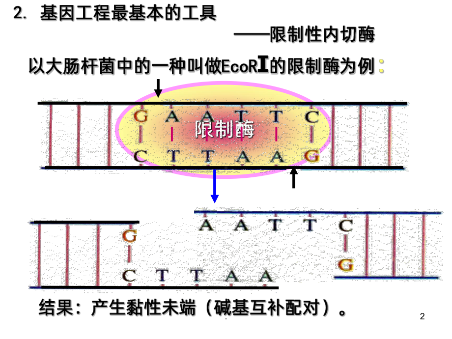 《基因工程》PPT课件.ppt_第2页