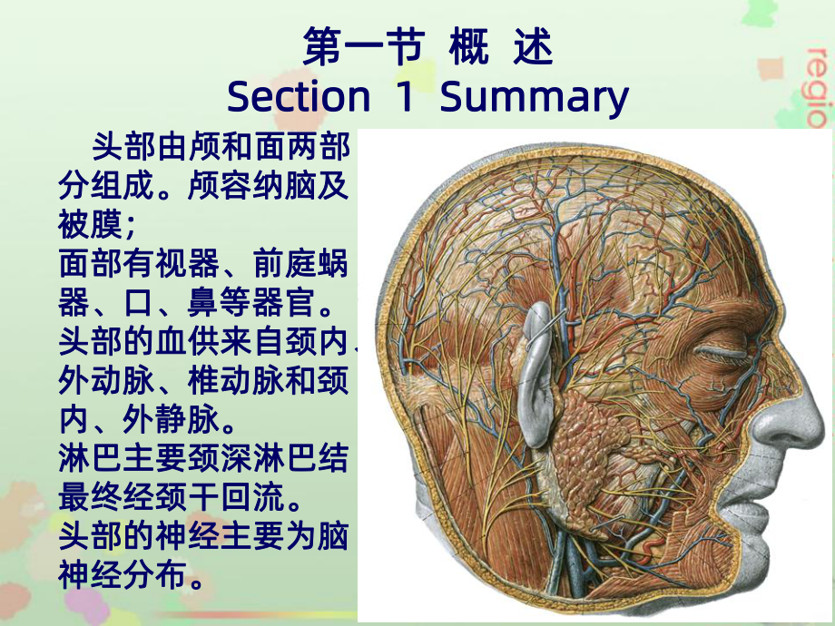 局部解剖学-头部PPT课件.ppt_第3页