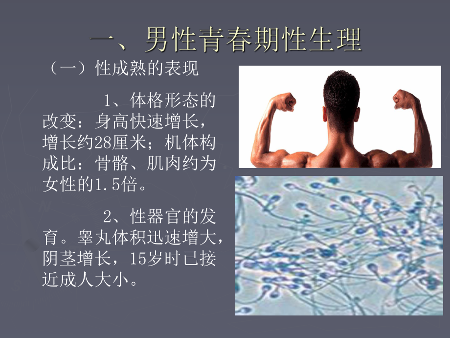 男性青春期性生理PPT课件.ppt_第3页