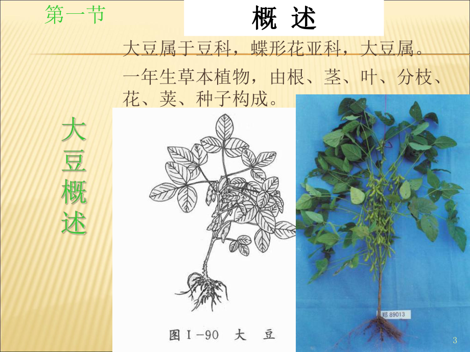 （课件）大豆栽培学精编版.ppt_第3页