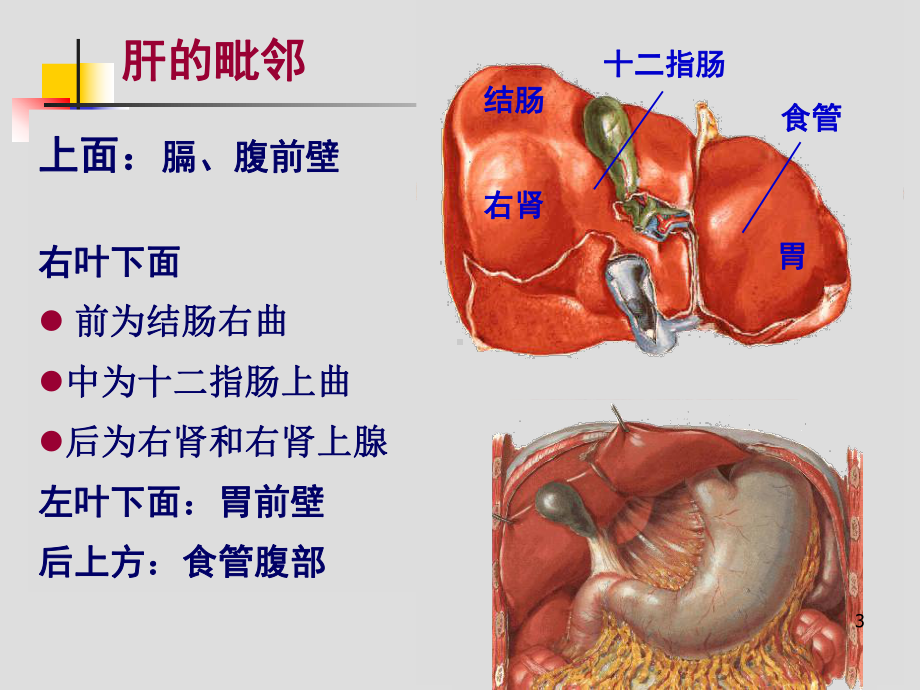 肝胆门静脉解剖ppt课件.ppt_第3页