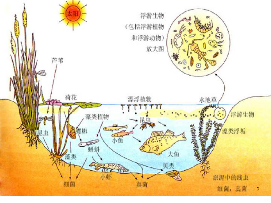 群落的结构终结PPT课件.ppt_第2页