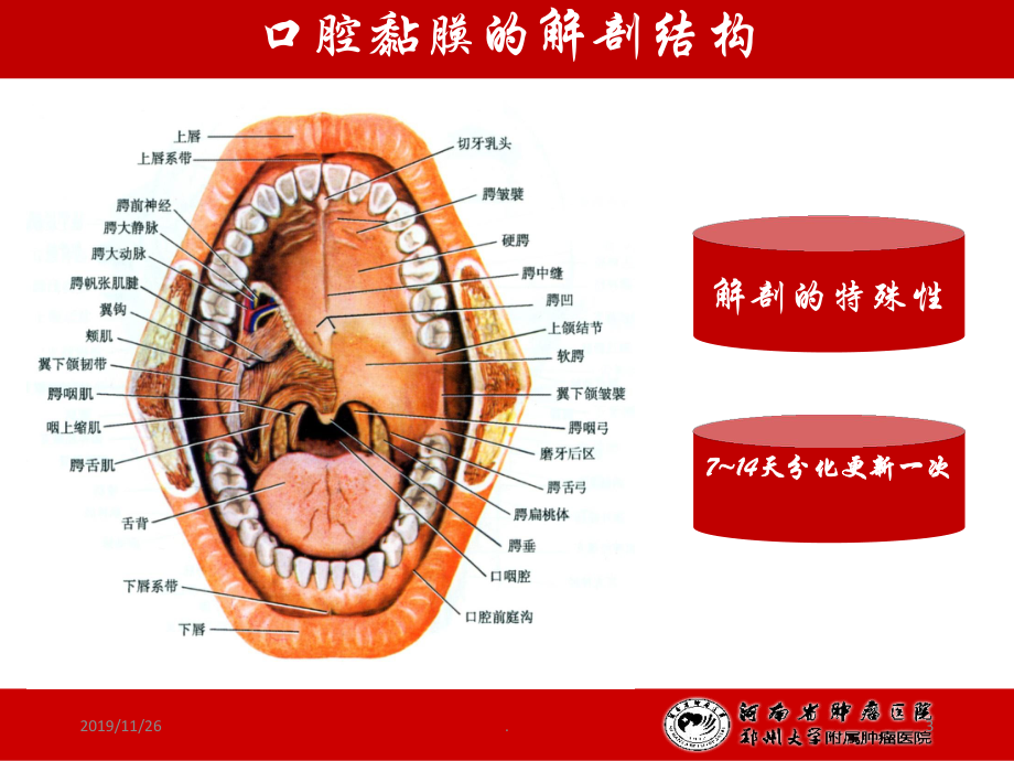 放射性口腔黏膜炎PPT课件.ppt_第3页