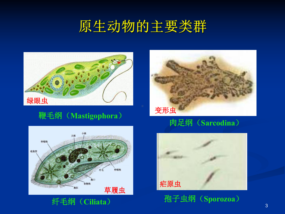 水生生物学原生动物PPT课件.ppt_第3页