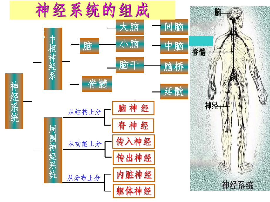 生物必修三-神经调节ppt课件.ppt_第2页