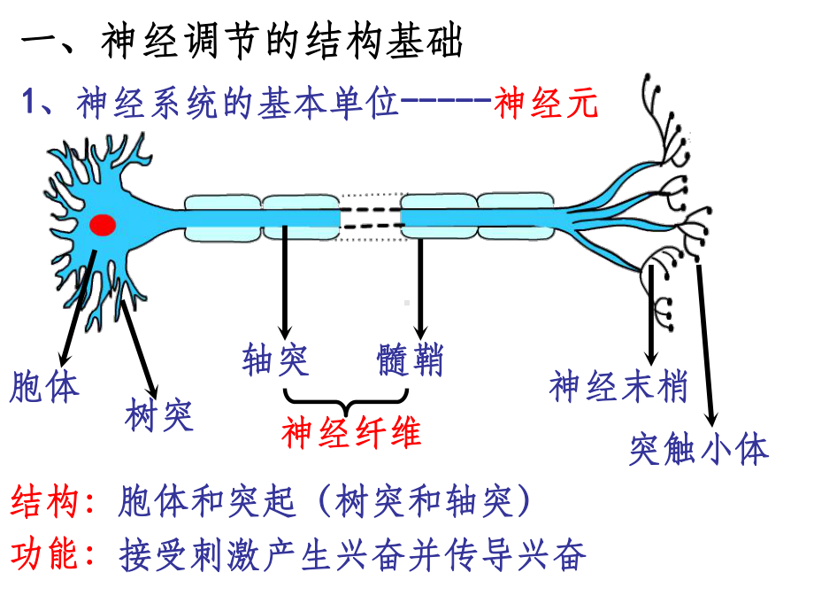 生物必修三-神经调节ppt课件.ppt_第3页