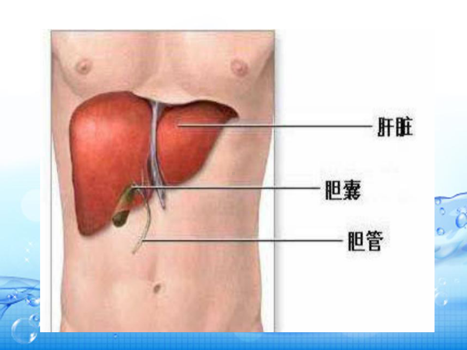 肝胆脾胰的解剖及生理功能ppt课件.ppt_第3页