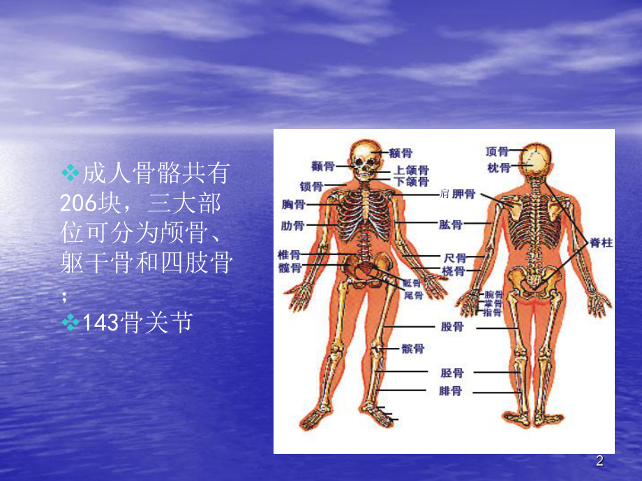 胶原蛋白肽PPT课件.ppt_第2页