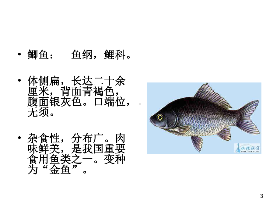 常见淡水鱼ppt课件.ppt_第3页