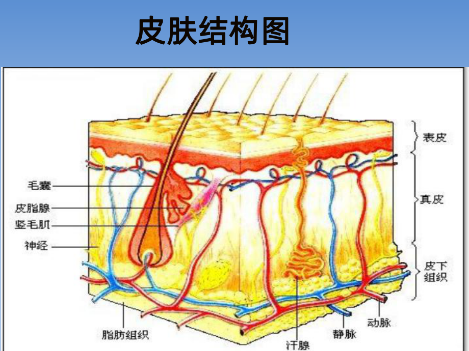 切眉PPT课件.ppt_第3页