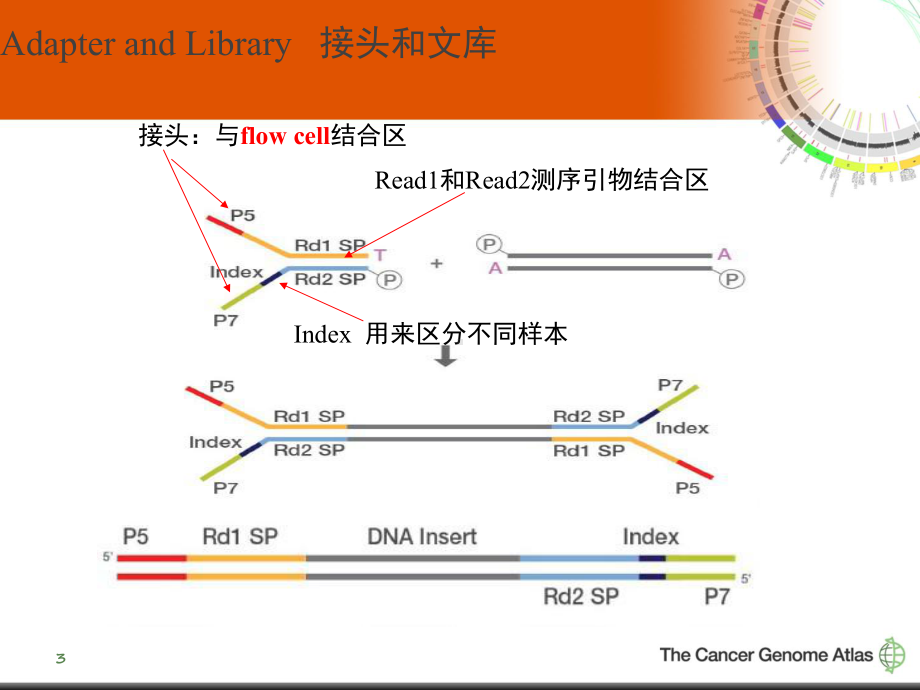 Illumina测序的原理和应用-ppt课件.pptx_第3页