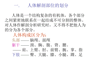 艺用解剖ppt课件.ppt