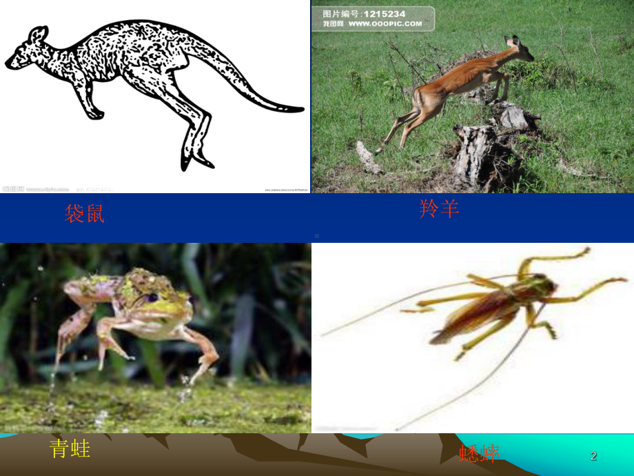 立定跳远教学ppt课件.ppt_第2页