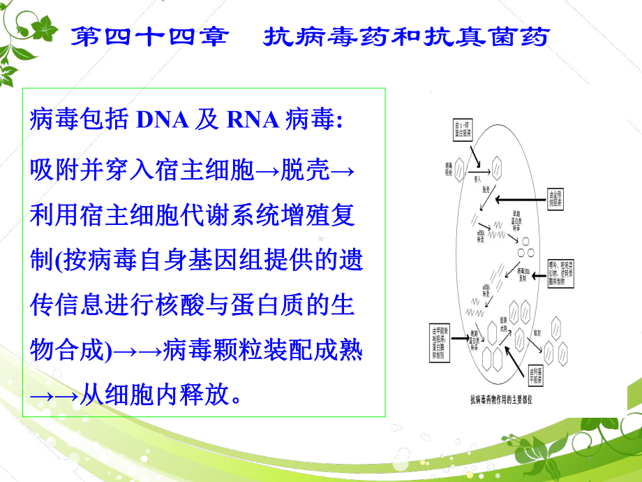 《药理学》抗病毒药和抗真菌药-ppt课件.ppt_第1页