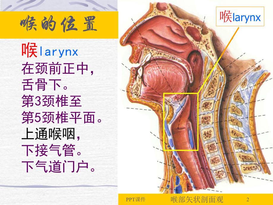 喉部解剖-ppt课件.ppt_第2页