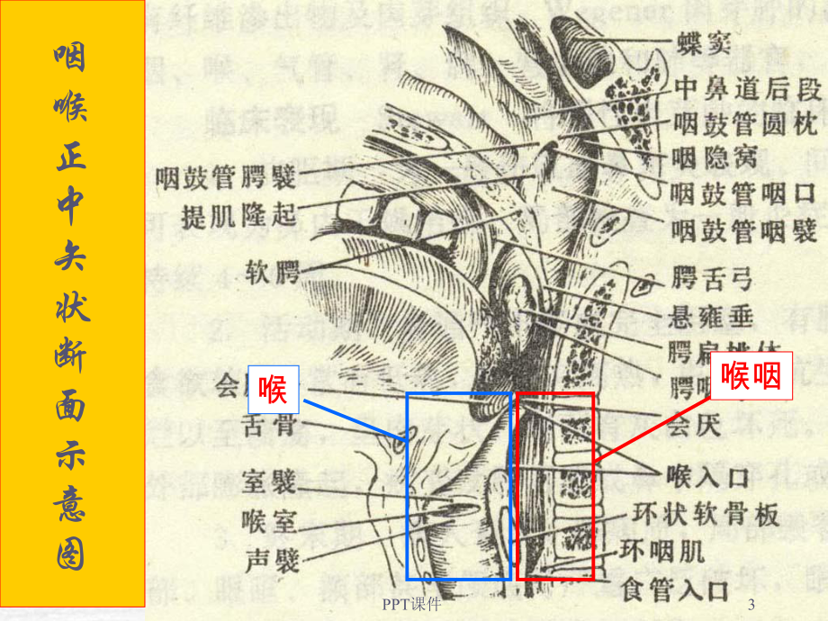 喉部解剖-ppt课件.ppt_第3页