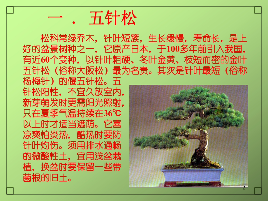 常用盆景树种ppt课件.ppt_第2页