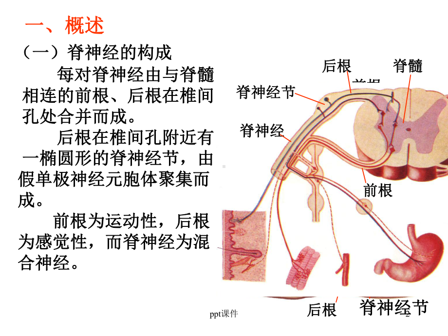 脊神经-ppt课件.ppt_第2页