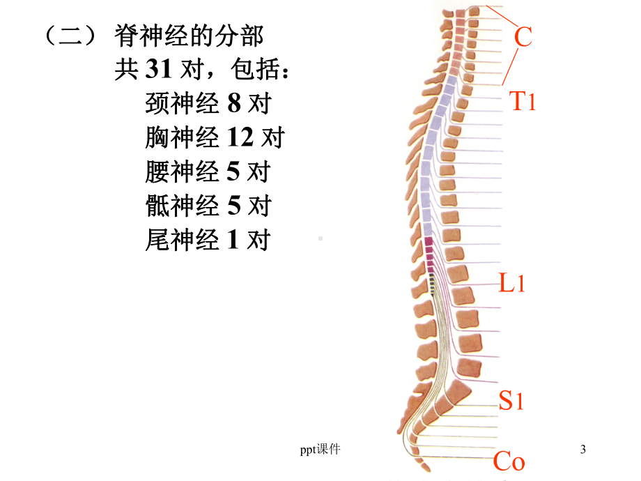 脊神经-ppt课件.ppt_第3页