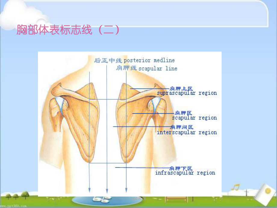 肺部查体-ppt课件.ppt_第3页