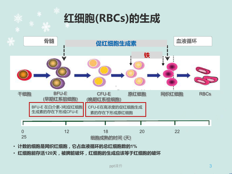 铁的代谢-ppt课件.ppt_第3页