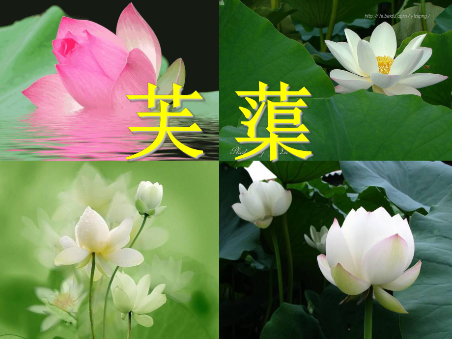 《芙蕖》课件.ppt_第1页