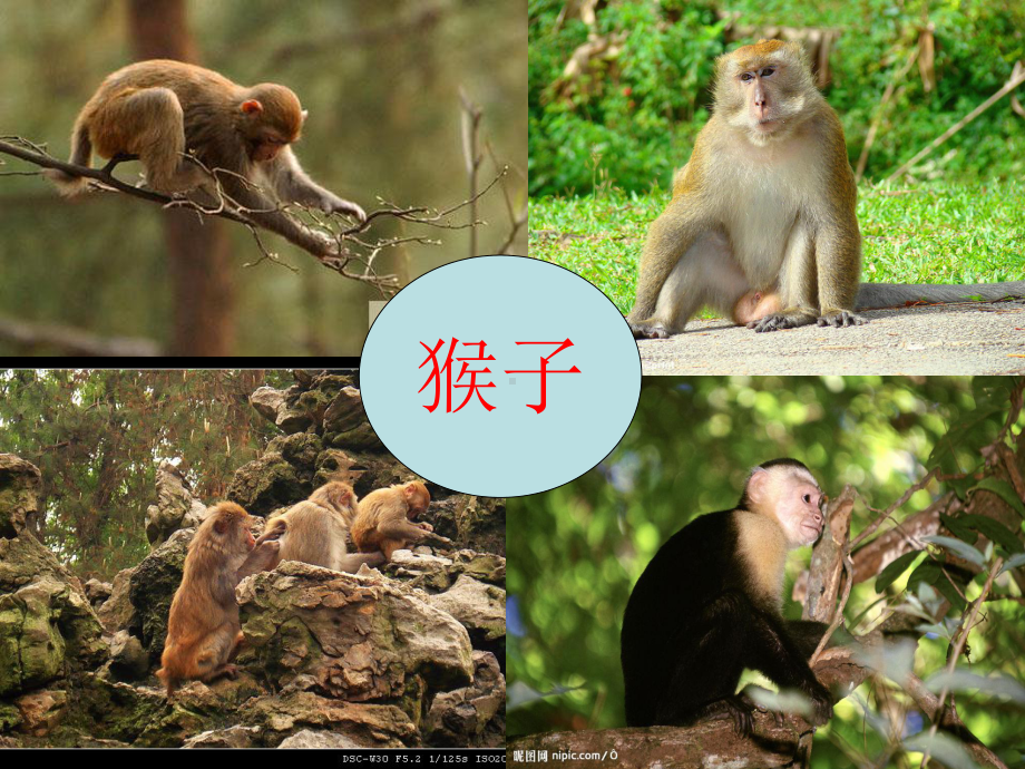 1.中班语言《小猴卖圈》教学课件.ppt_第2页