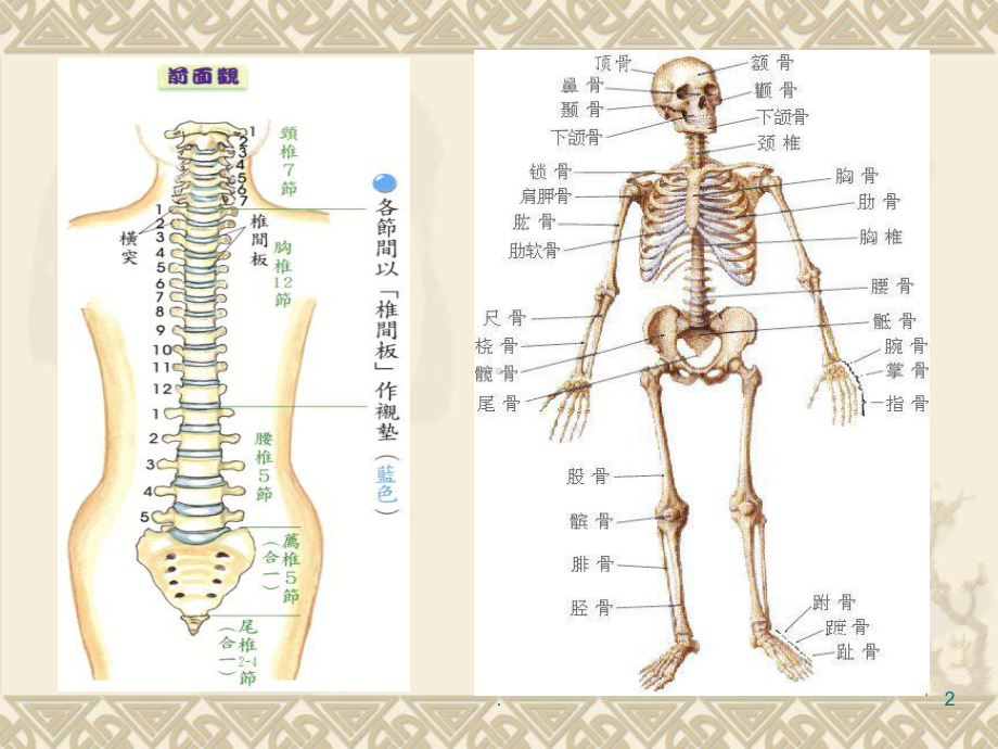 肩颈专业知识课件(同名462).ppt_第2页