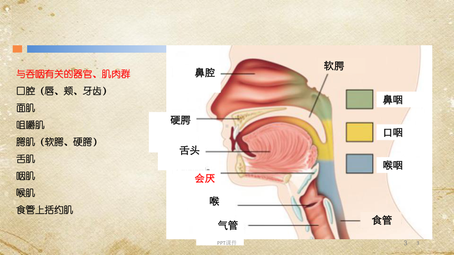 吞咽障碍和患者食物的选择-ppt课件.pptx_第3页