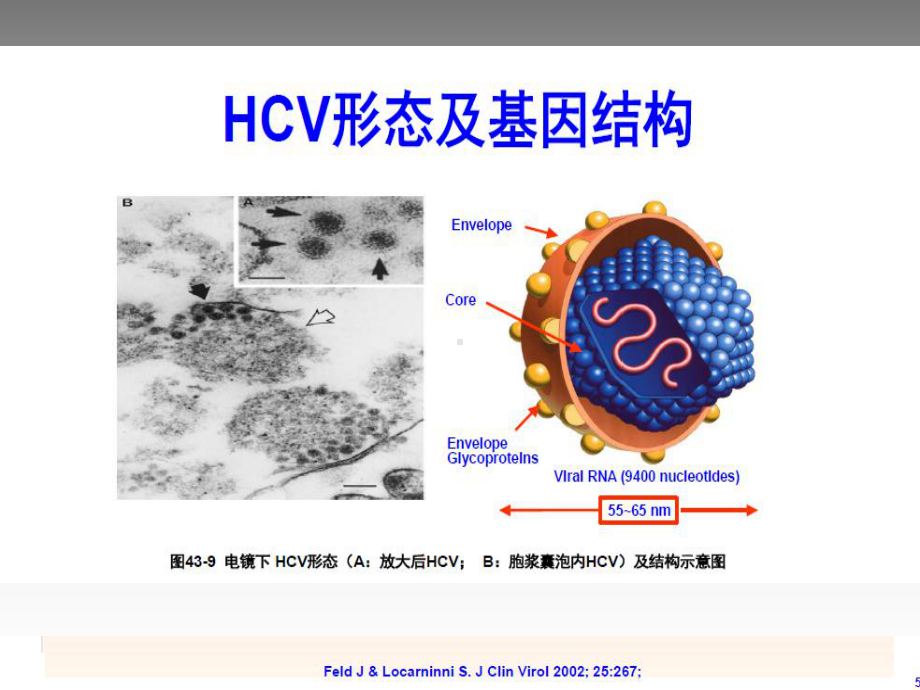 HCV核心抗原检测ppt课件.ppt_第2页