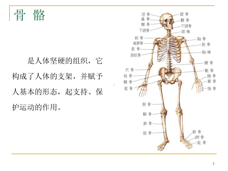 头面部骨骼和肌肉ppt课件.ppt_第3页