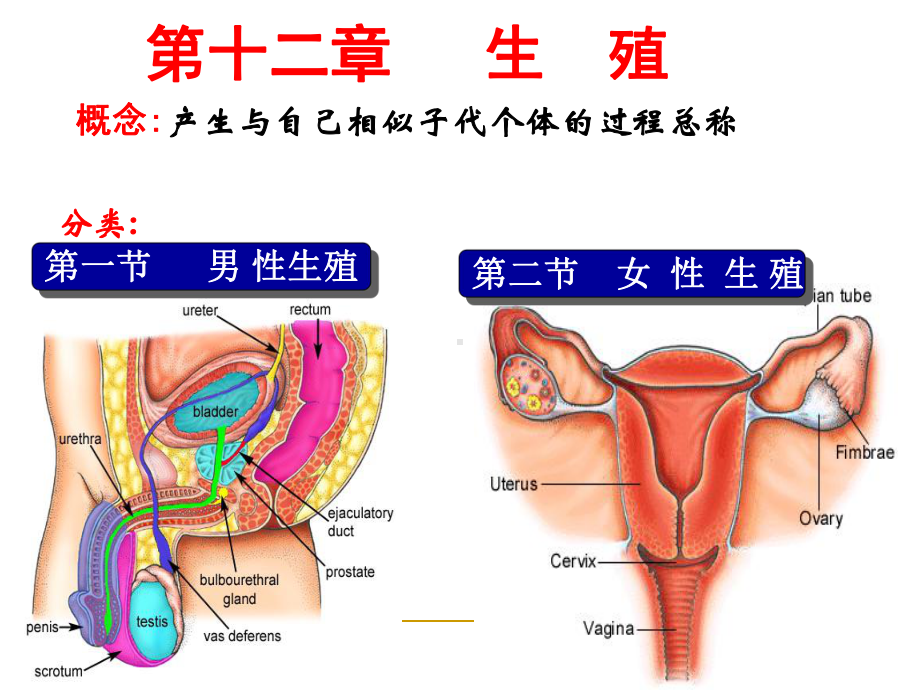 生理学-第十二章-生殖-ppt课件.ppt_第1页