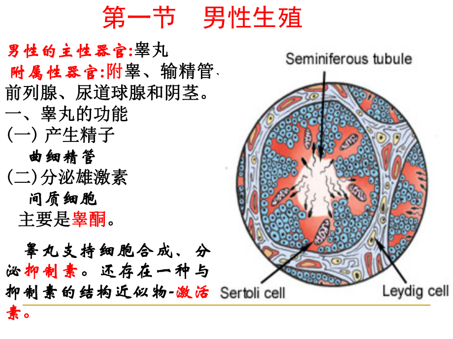 生理学-第十二章-生殖-ppt课件.ppt_第2页