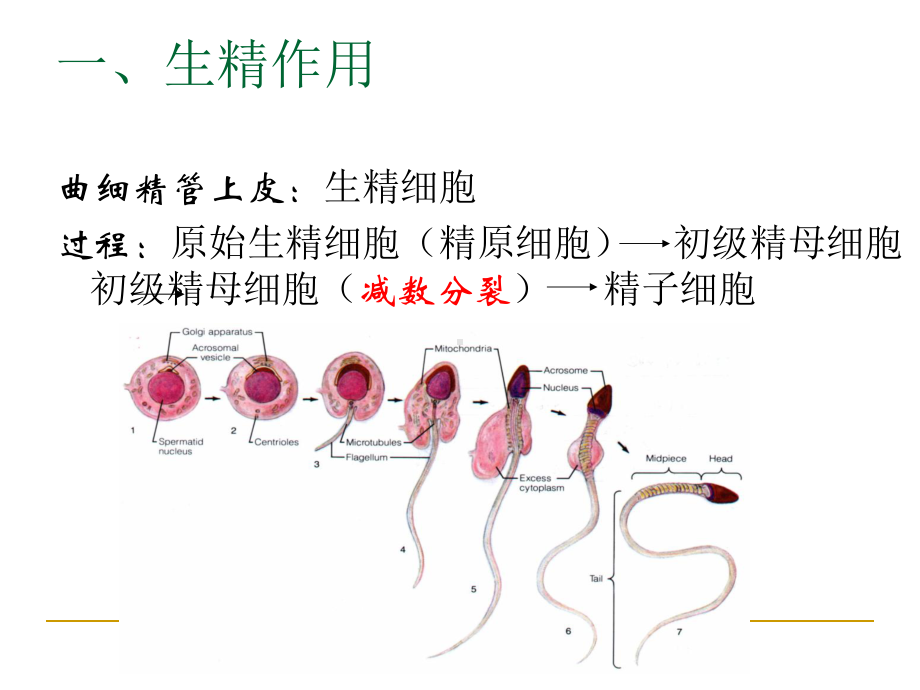 生理学-第十二章-生殖-ppt课件.ppt_第3页