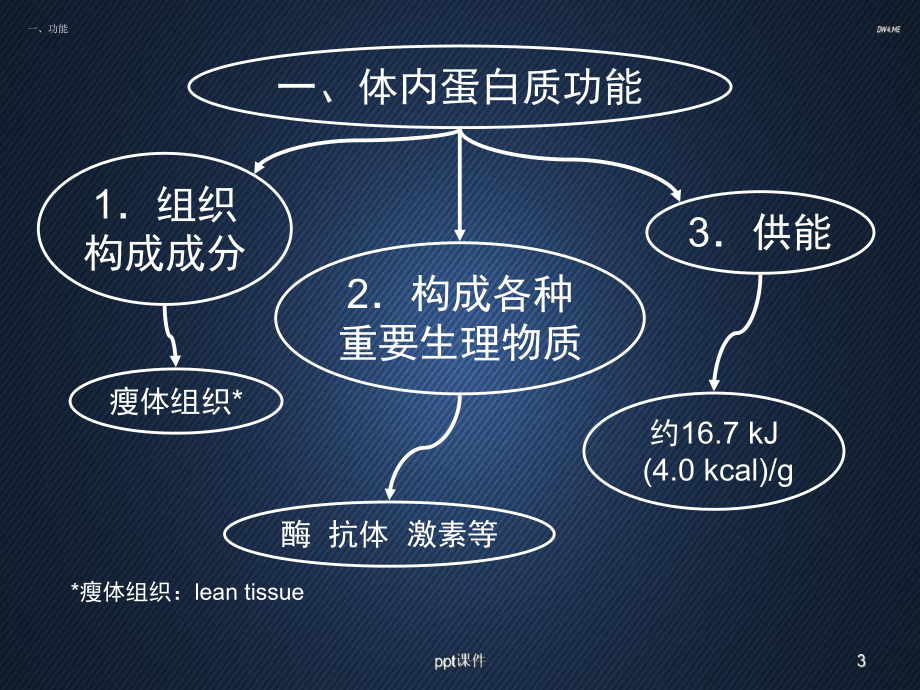 食品营养学-蛋白质-ppt课件.ppt_第3页