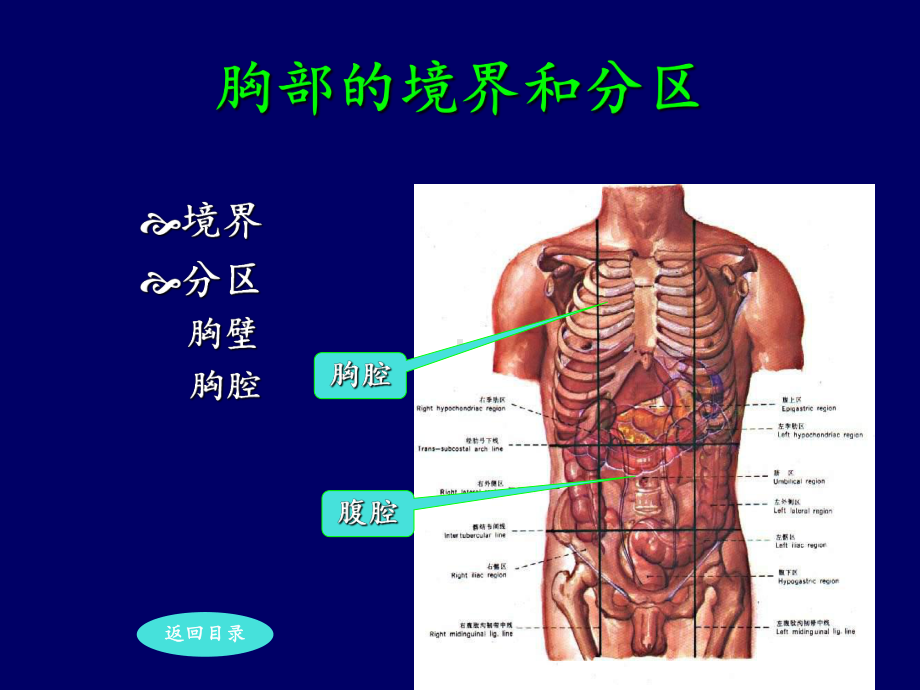 局部解剖学胸壁-ppt课件.ppt_第3页