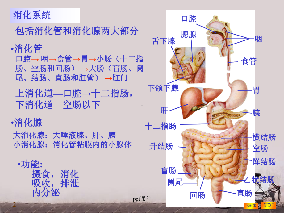 鼻饲法及注意事项-ppt课件.ppt_第2页