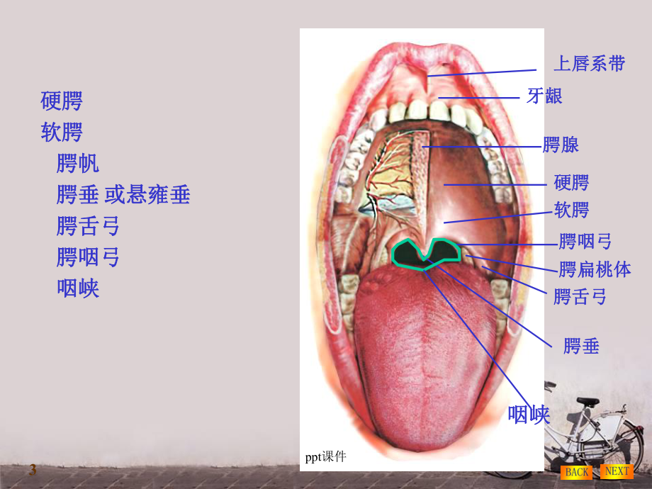 鼻饲法及注意事项-ppt课件.ppt_第3页