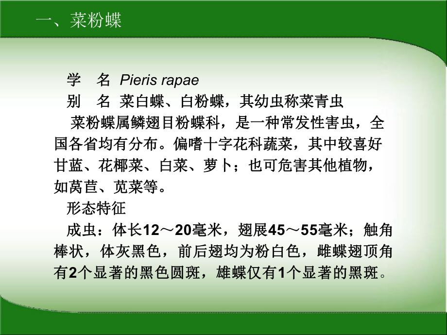 蔬菜常见害虫防治课件.ppt_第3页