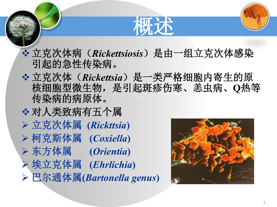 立克次体病PPT课件.ppt_第2页