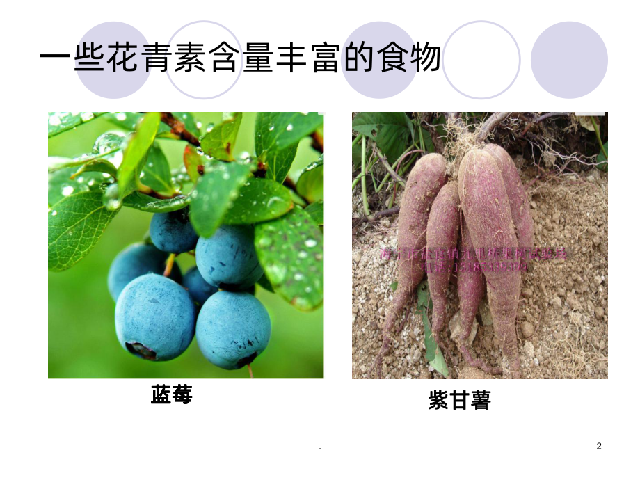 花青素PPT课件(同名471).ppt_第2页